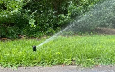 Problems with Overwatering Plants and Shrubs in the Summer