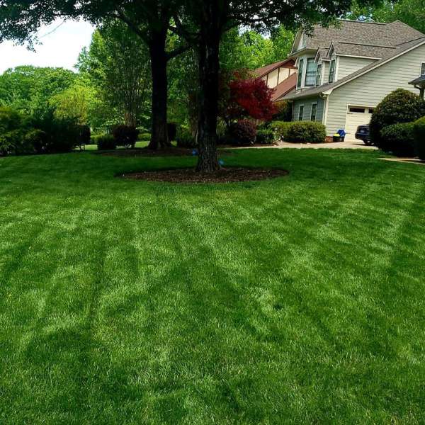 lawn-care-maintenance-greenville_orig Freshly mowed green lawn with two trees, shrubs, and a house with a driveway in the background.