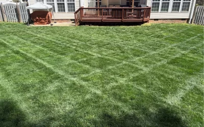 How Much Grass Length can be Taken Off Safely During Summer Mowing?