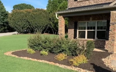 Why is the Mounding of Mulch Along the Base of Shrubs Harmful?