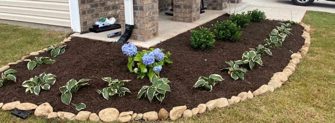 mulch-5 A flower bed with edged stones, hydrangeas, green shrubs, and hosta plants in dark mulch near a brick porch.